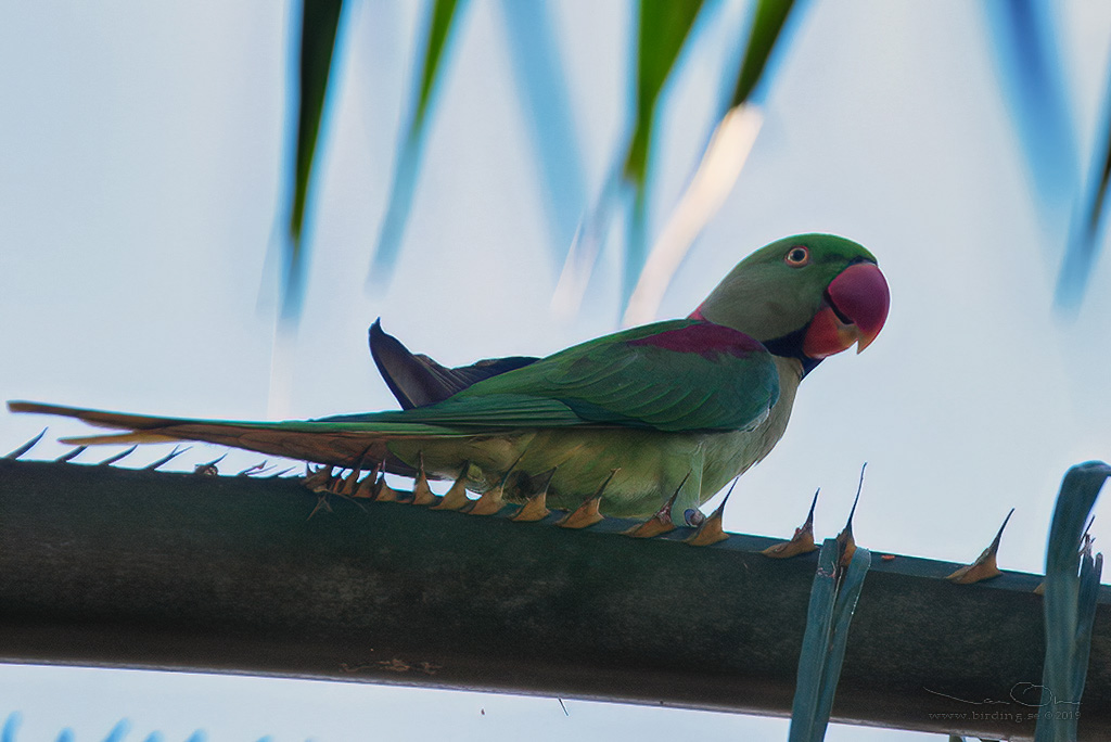 ALEXANDRINE PARAKEET (Psittacula eupatria) - Stäng / close